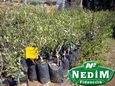 Nedim Fidancılık