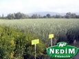 Nedim Fidancılık