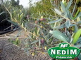 Nedim Fidancılık