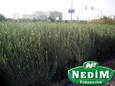 Nedim Fidancılık